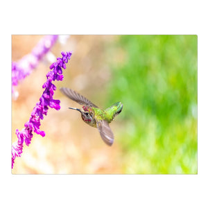 Humming Bird Flight